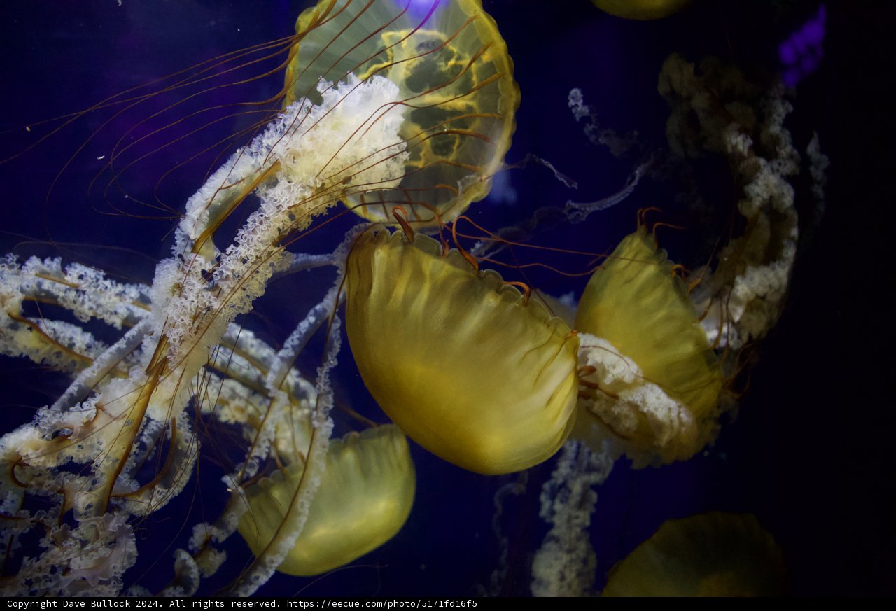 Dancing in the Deep Blue: Jellyfish at the Aquarium