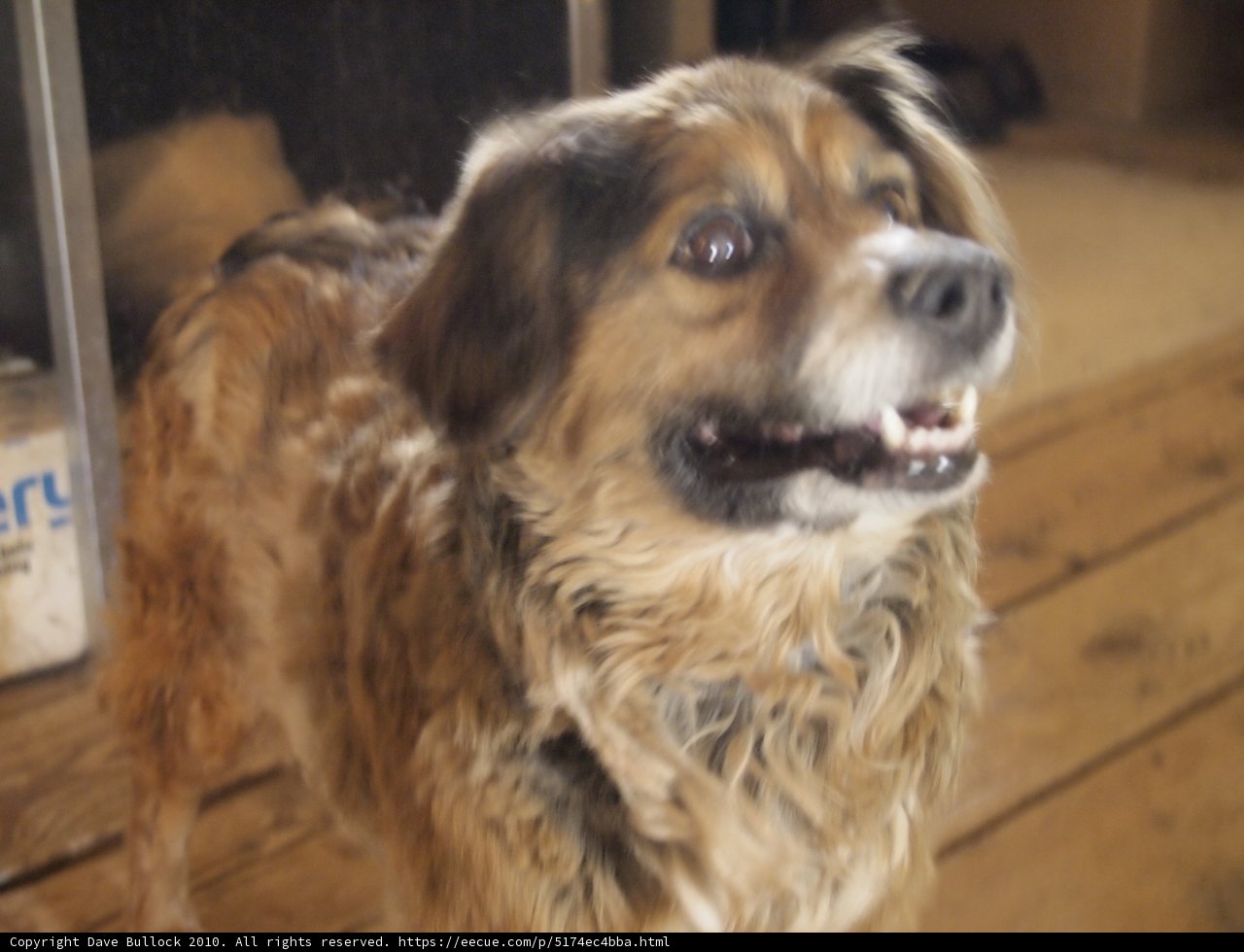 Wooden Floor Pup