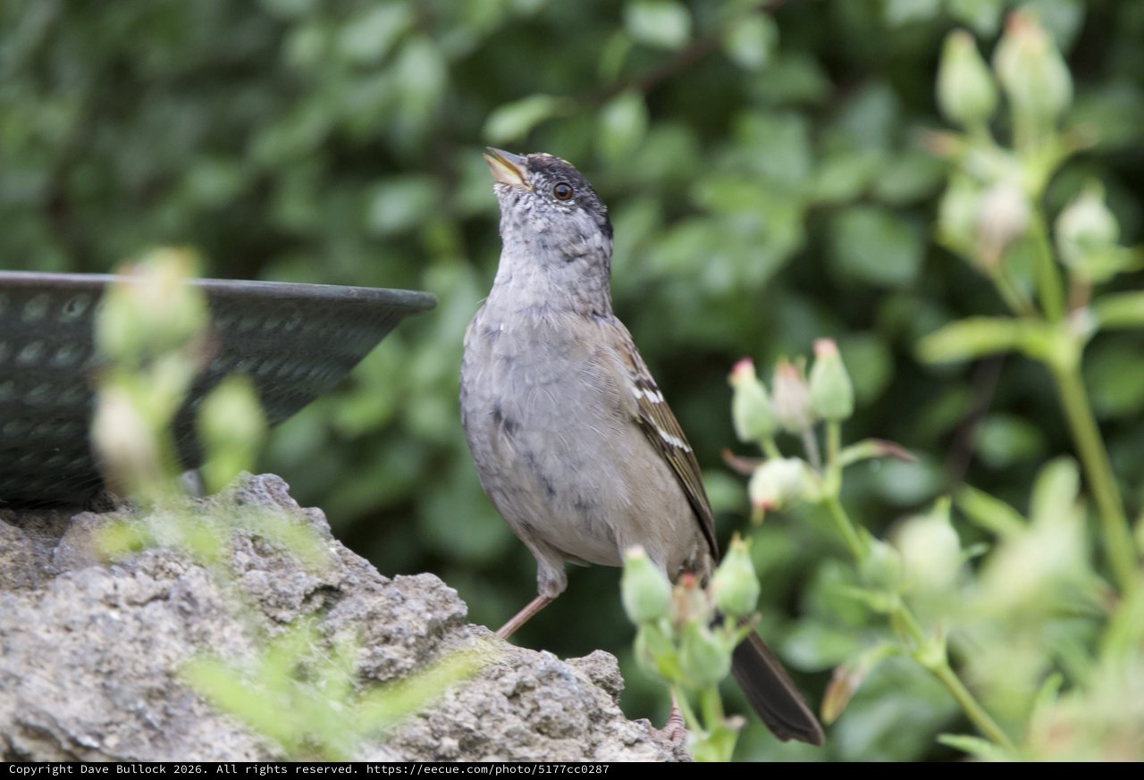 Gray Catbird Perched at Garden Birdbath