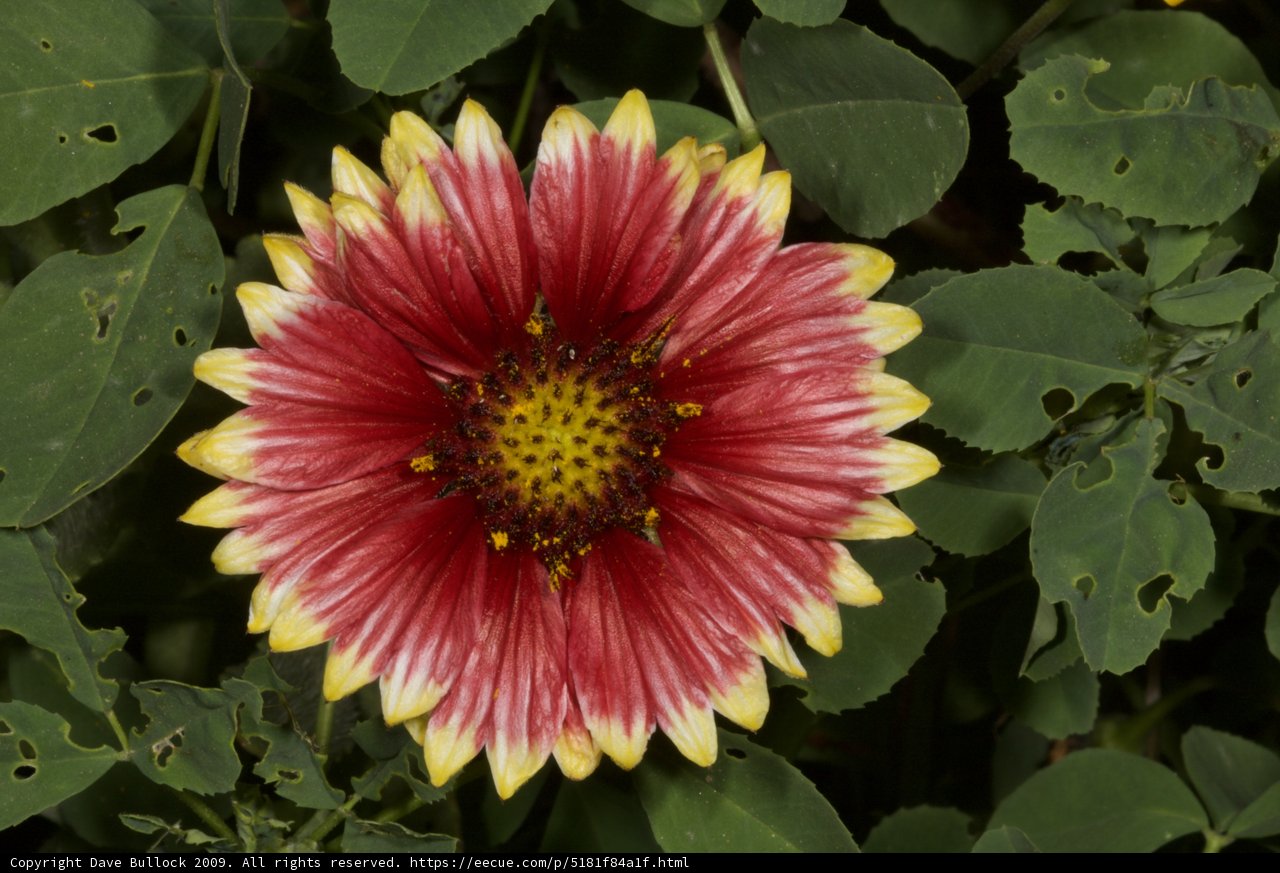 Red and Yellow Daisy in Full Bloom