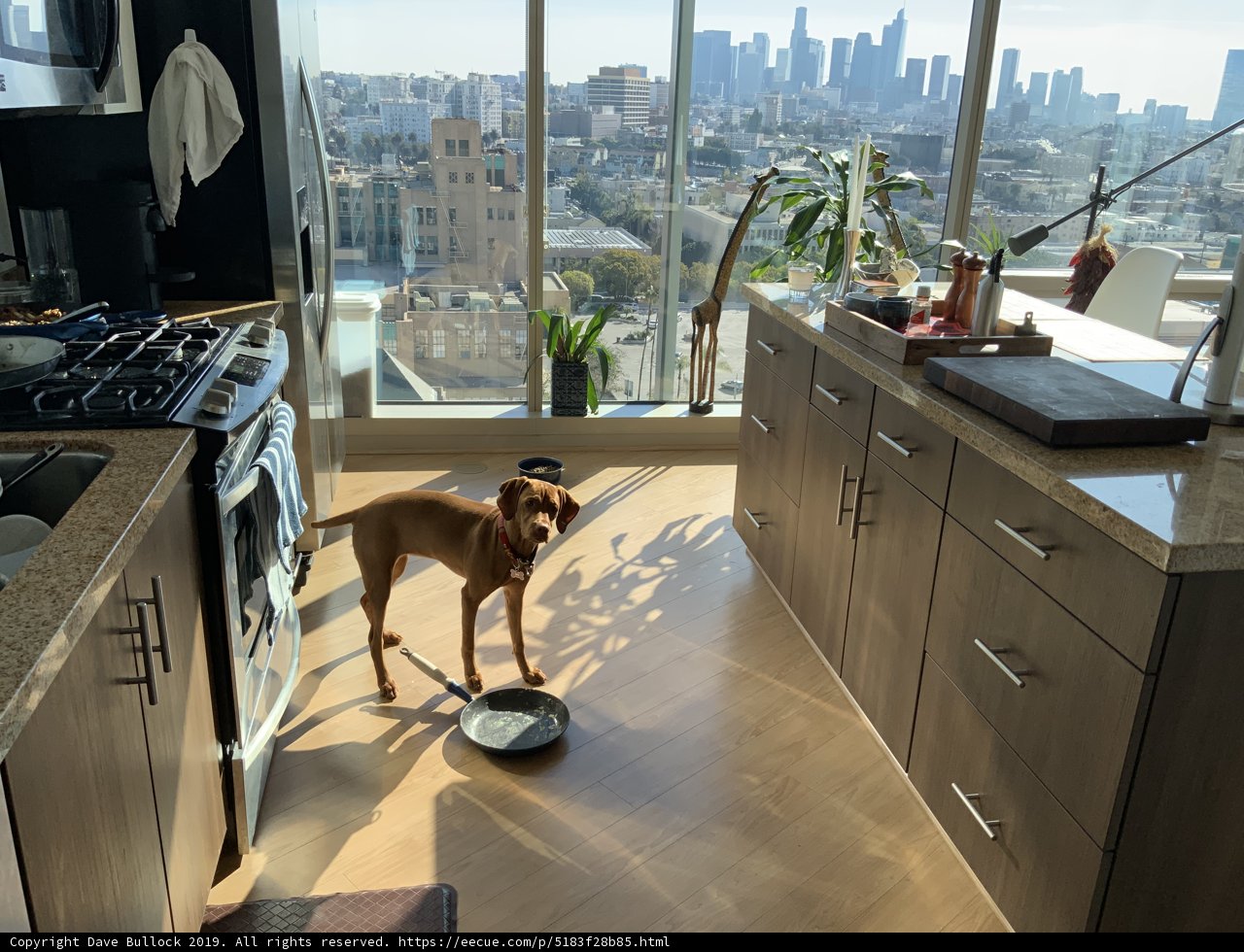 Urban Pooch at Home