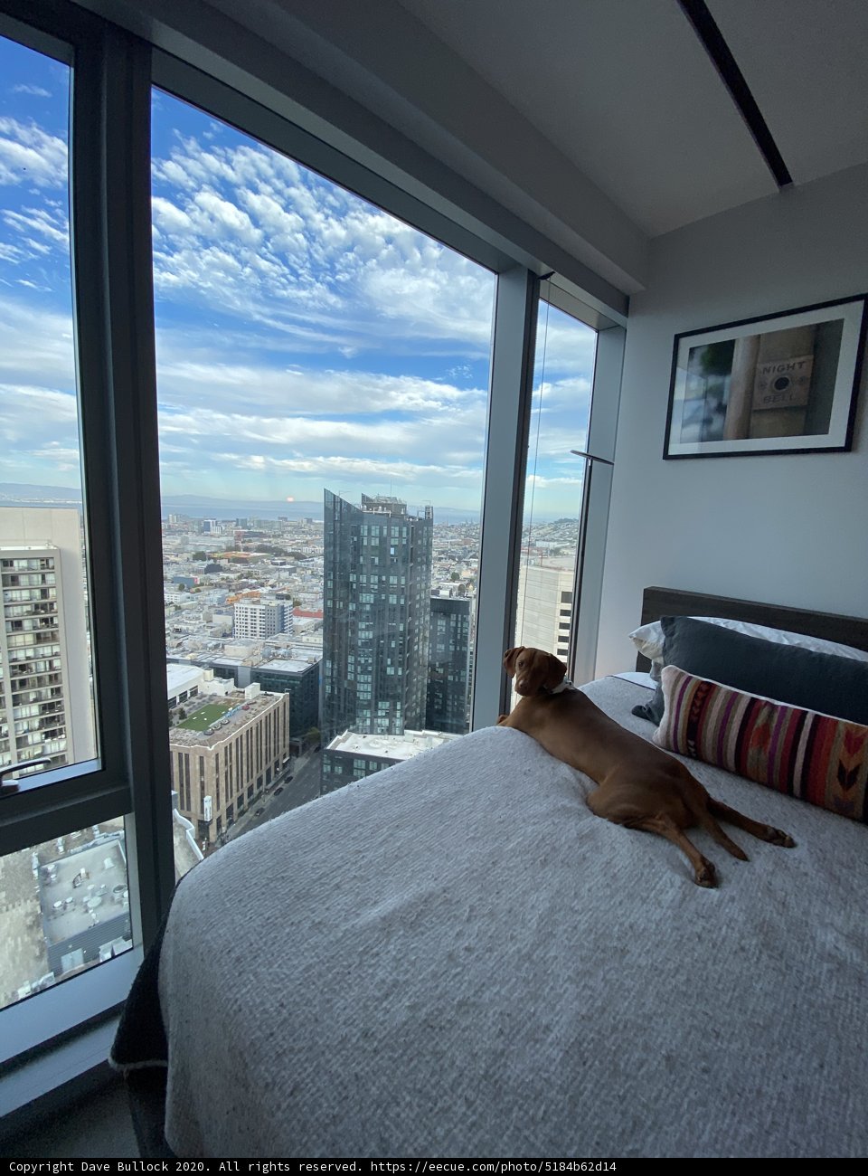 Urban Canine Comforts