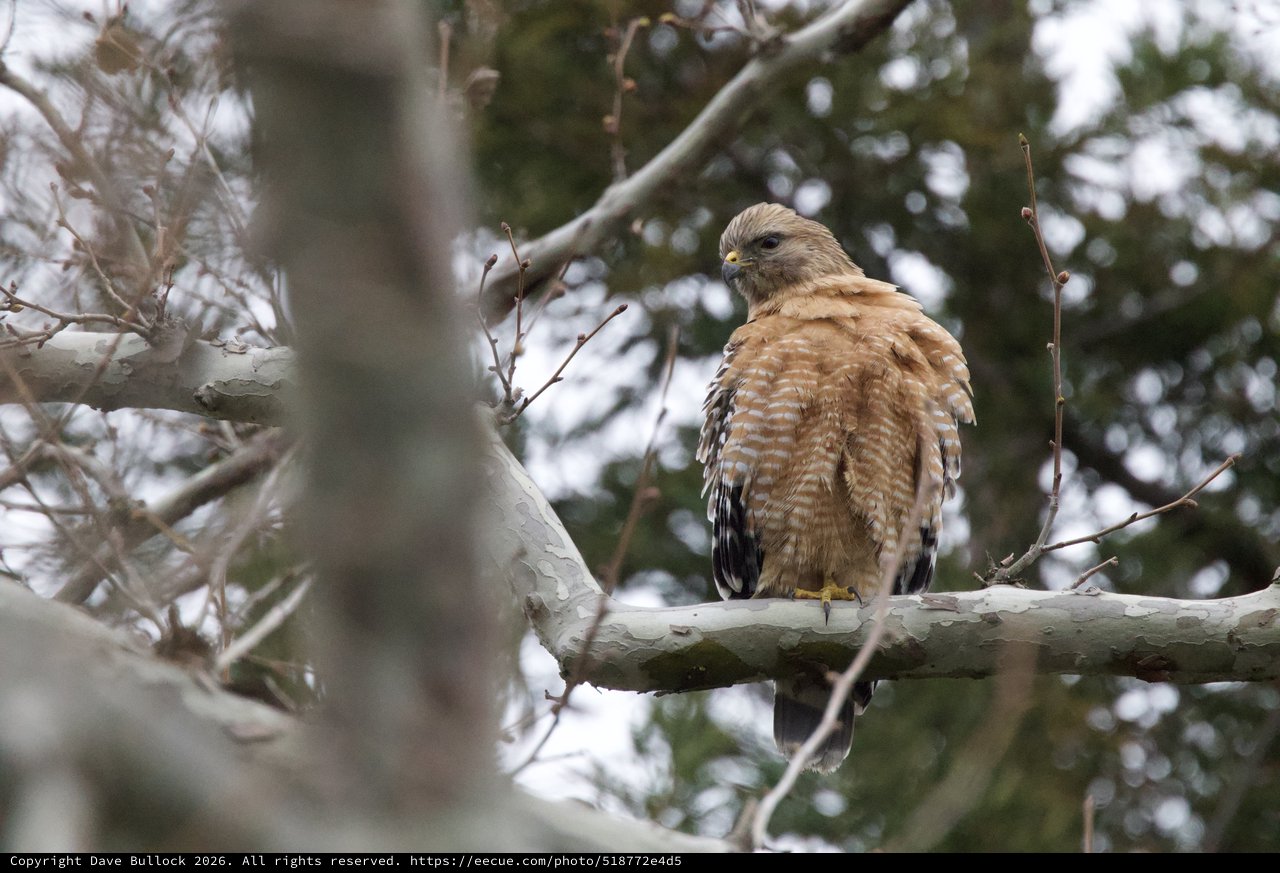 Red-Shouldered Hawk Perched in Winter Forest