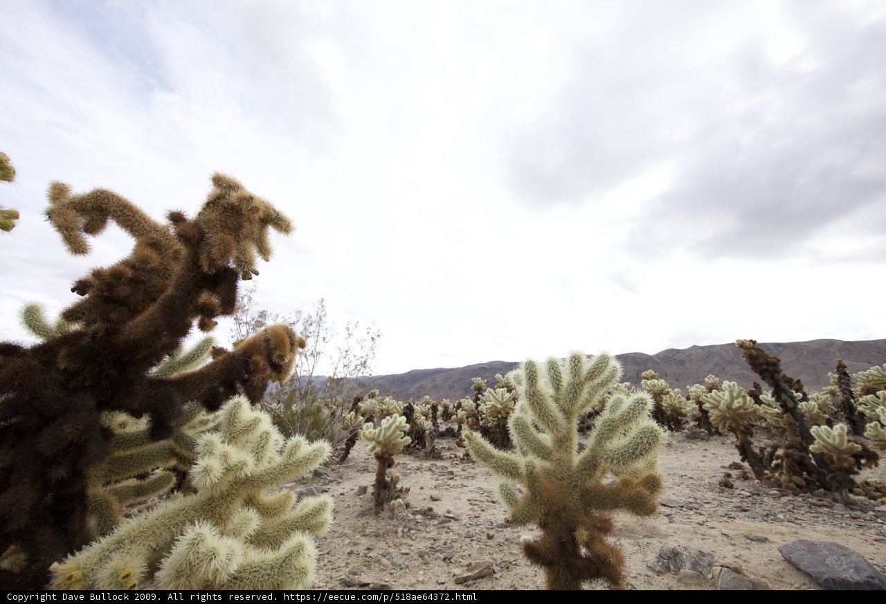 Bear In the Wild Desert