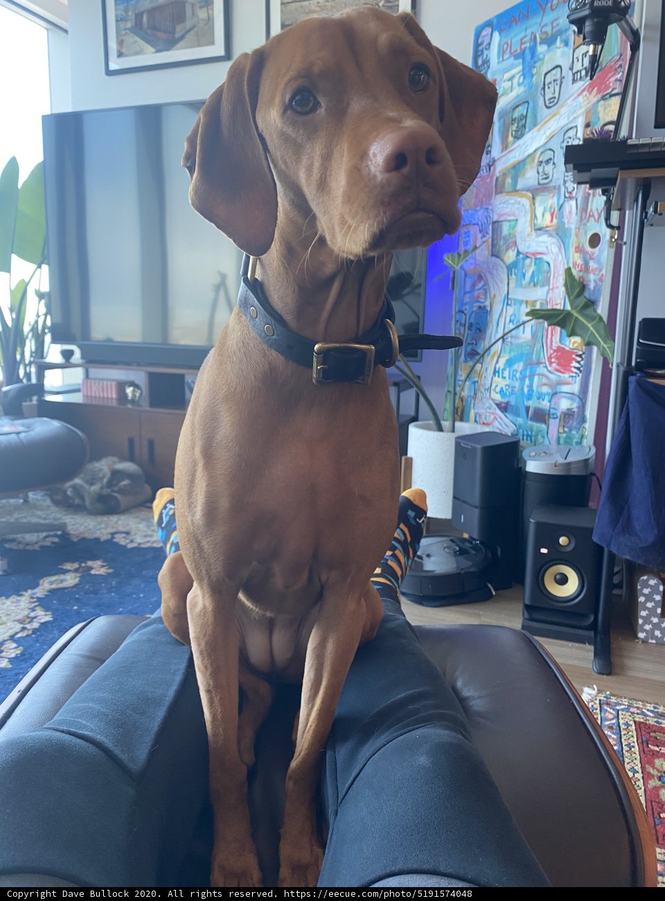 Canine Comforts in the Living Room