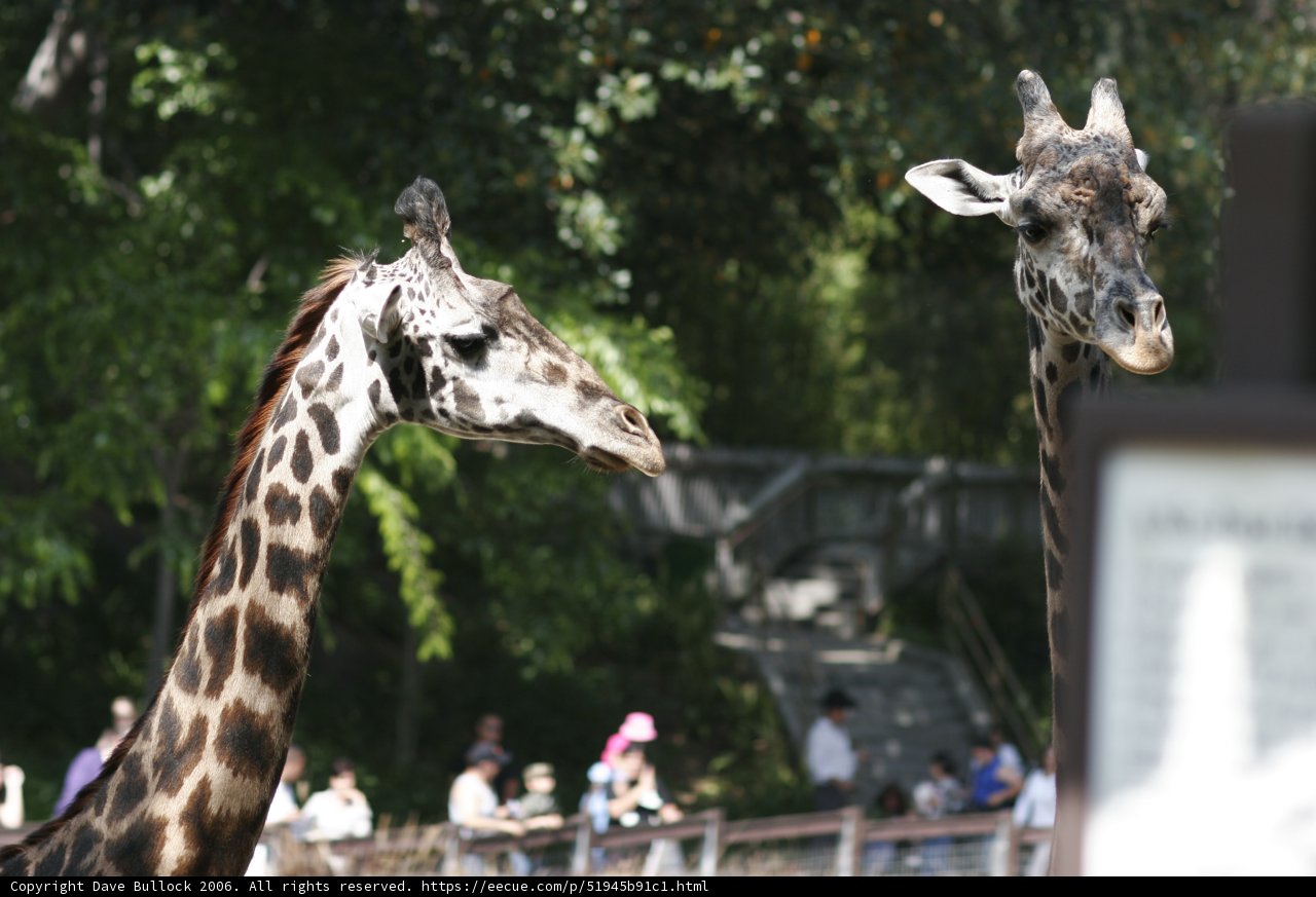 Two Majestic Giraffes at the Zoo