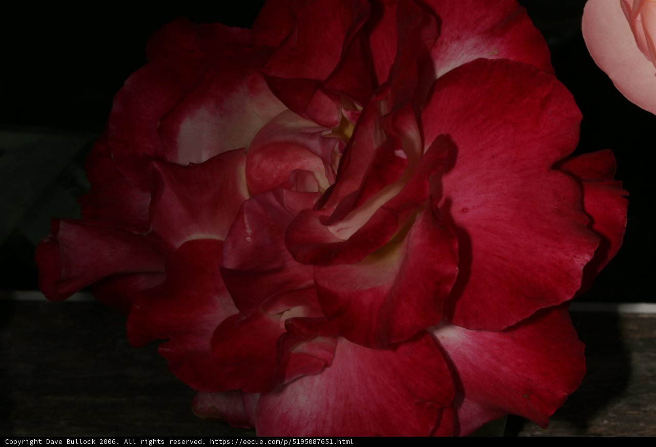 Red Rose with White Center