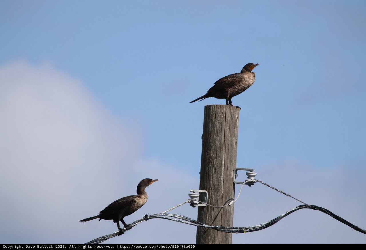 Double-Crested Cormorants Perched on Weathered Wooden Post