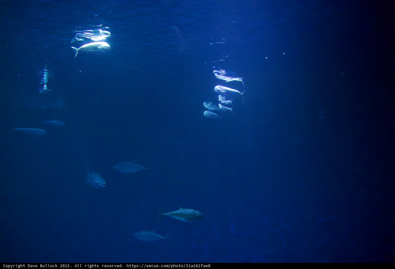 Harmony Under the Sea: Sea Life in Monterey Bay
