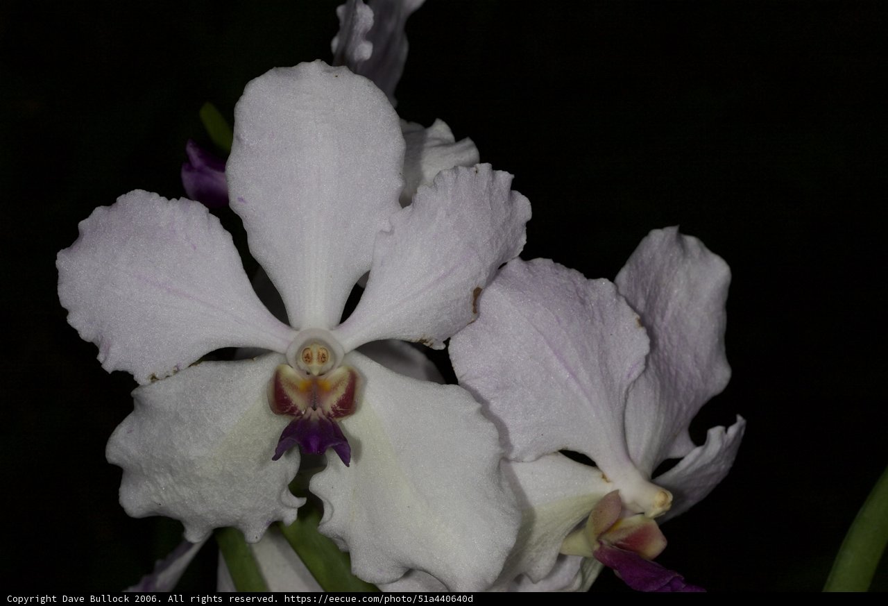 Twin Blooms