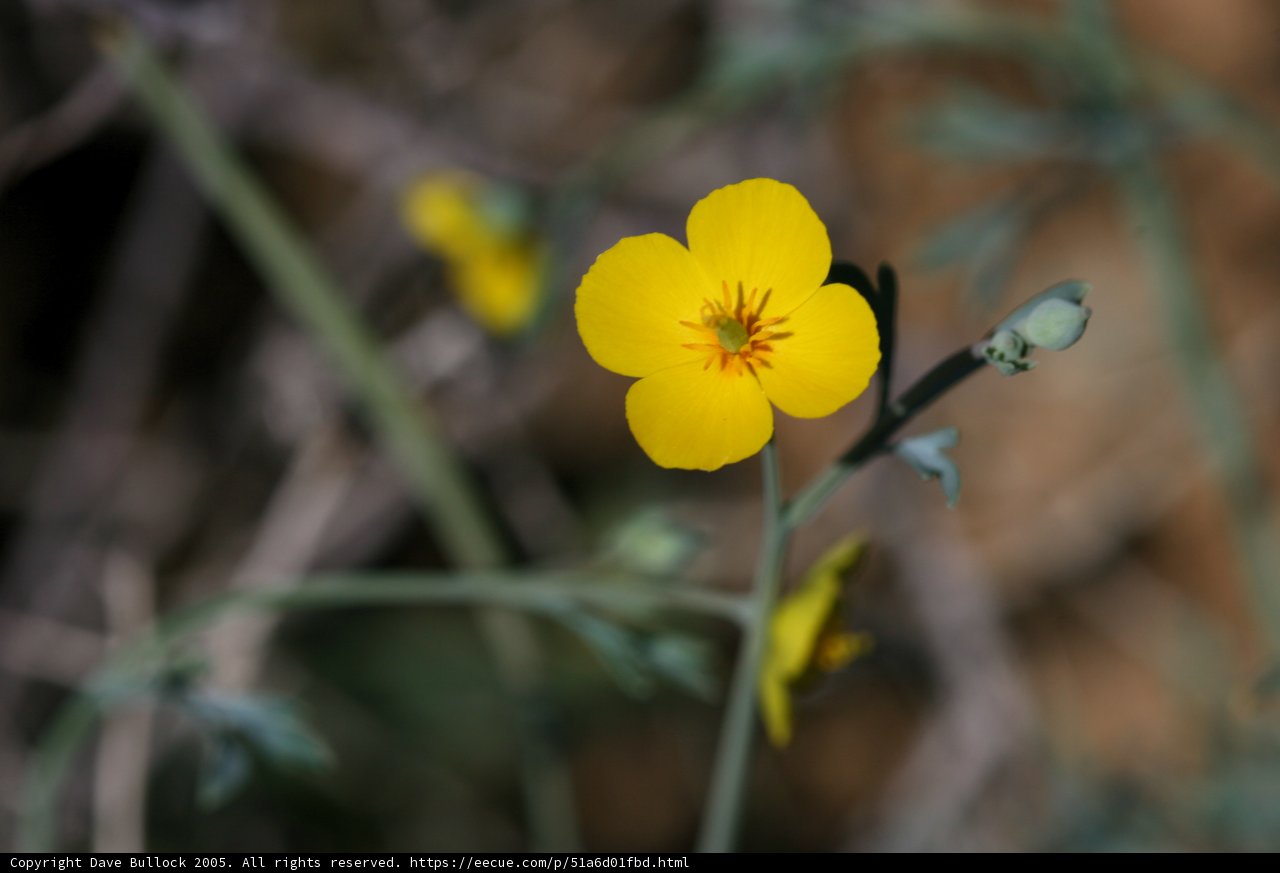 Lone Yellow Geranium in the Grass