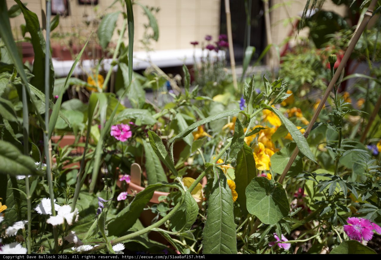 A Colorful Oasis: Exploring the Temple Wilshire School Garden