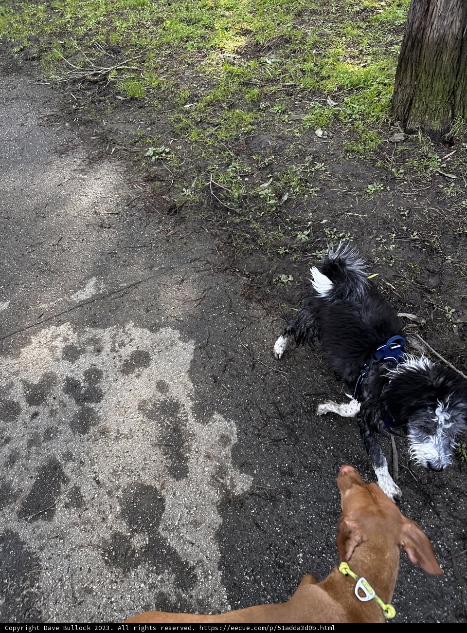 A Canine Adventure in McLaren Park