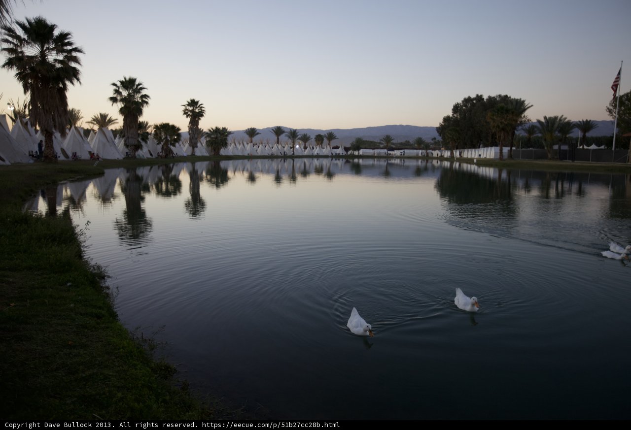 Serene Swans at Sunset