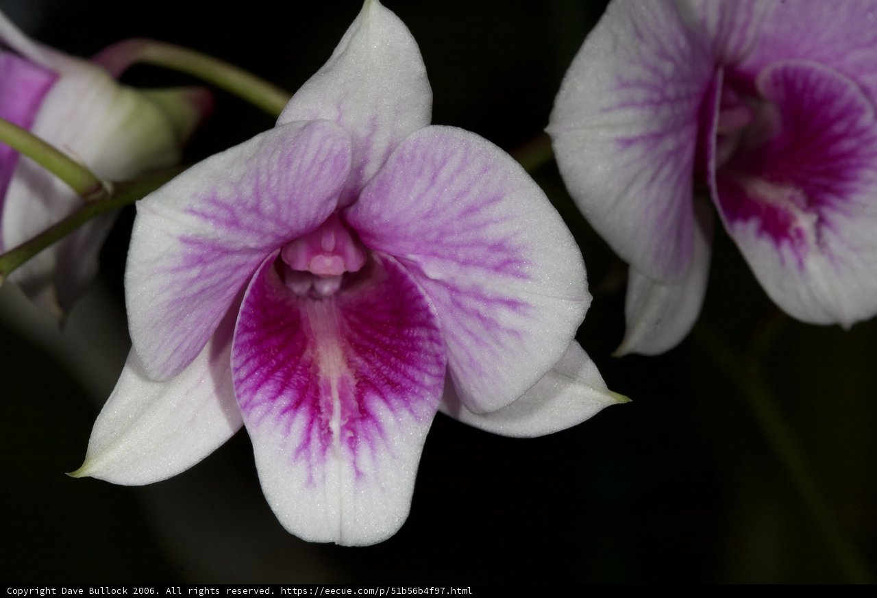Purple and White Orchids