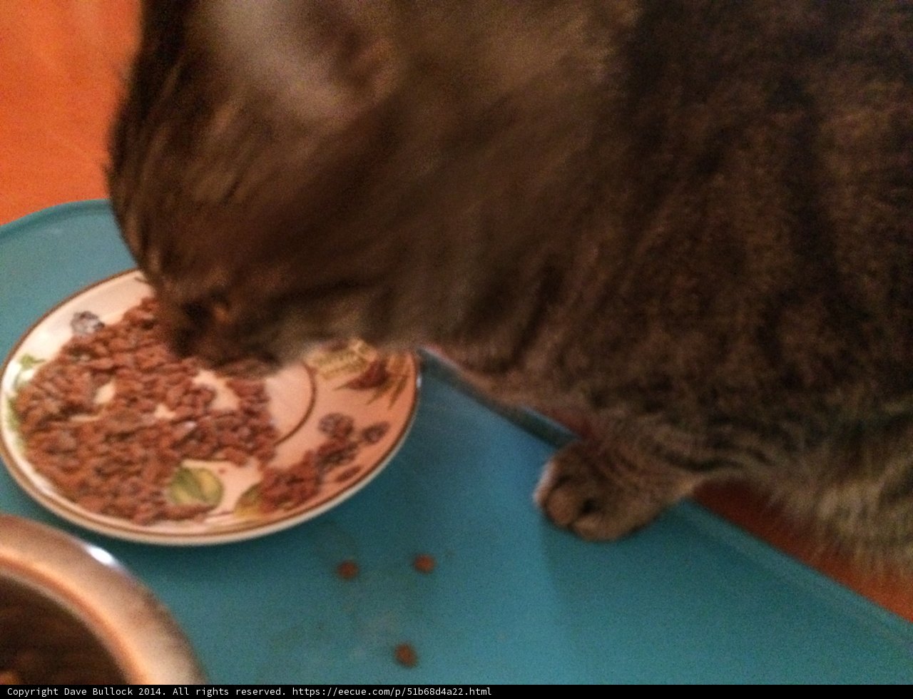 Fine Dining Feline