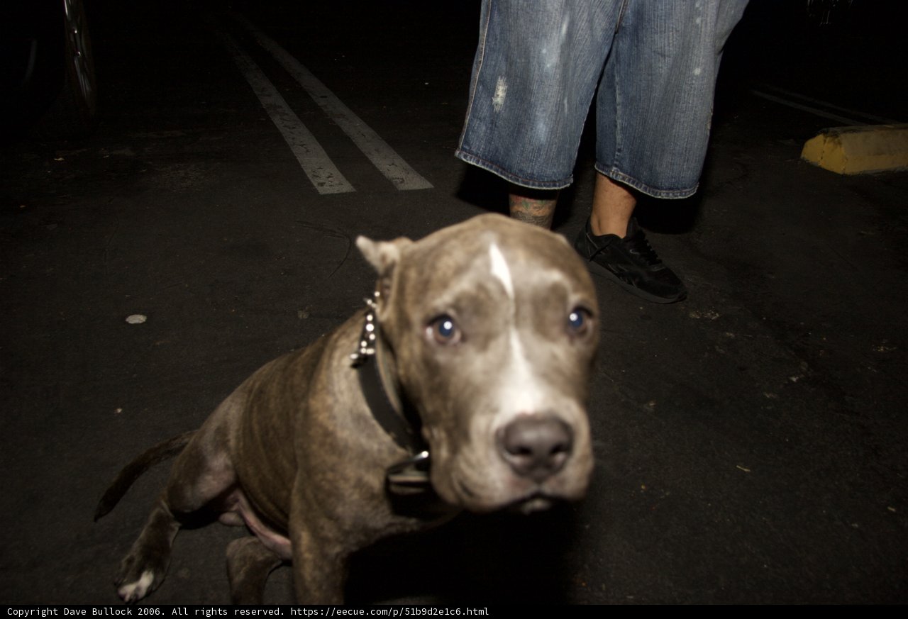 Canine on a Leg Leash