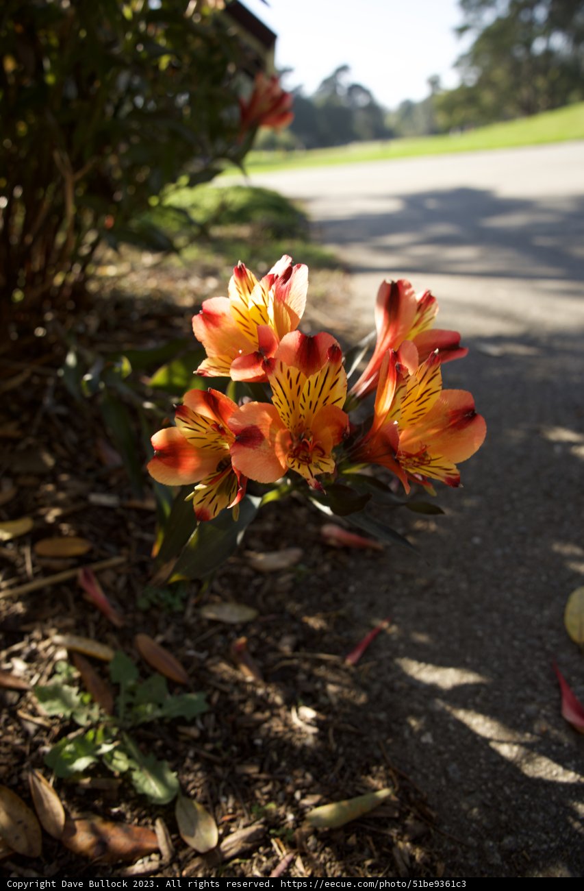 Botanical Wonder in San Francisco