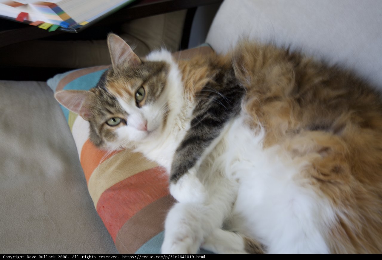Cozy Cat on Couch