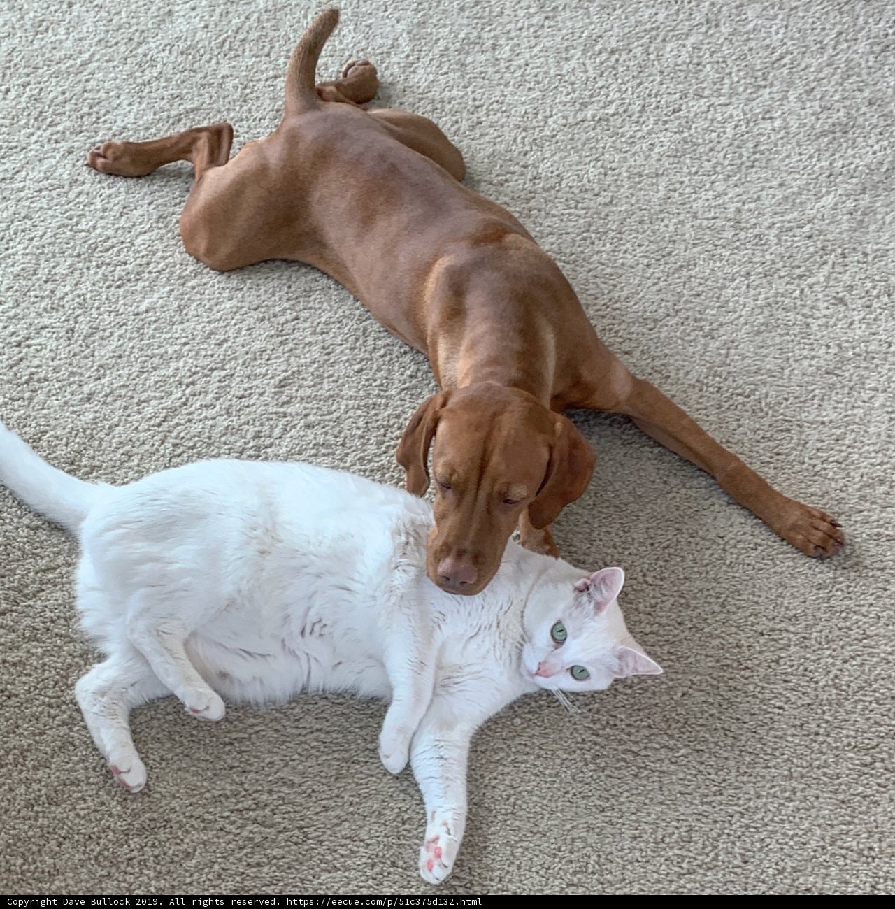 Dog and Cat Nap