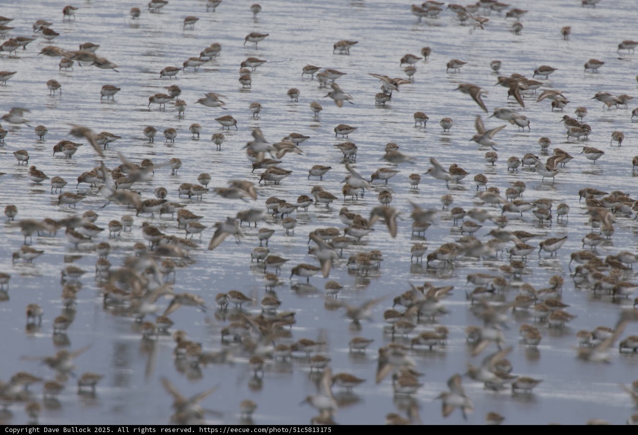 Dance of the Shorebirds