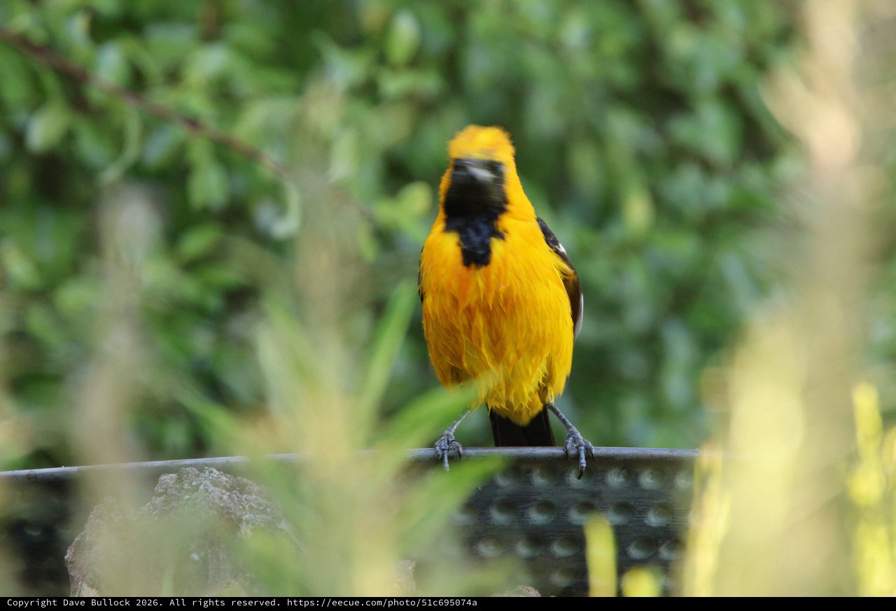 Vibrant Hooded Oriole Perched on Wire Fence