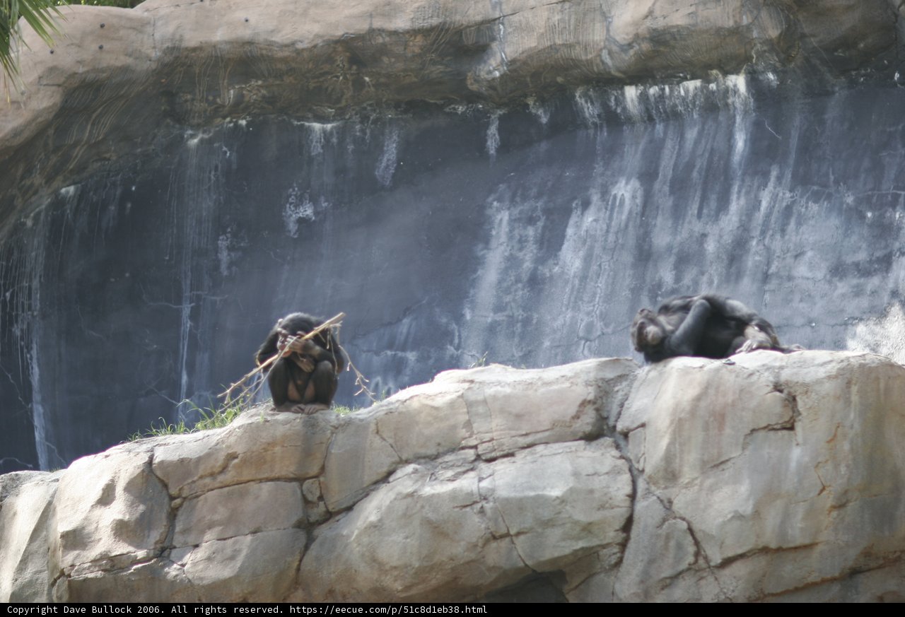 Monkey Business
