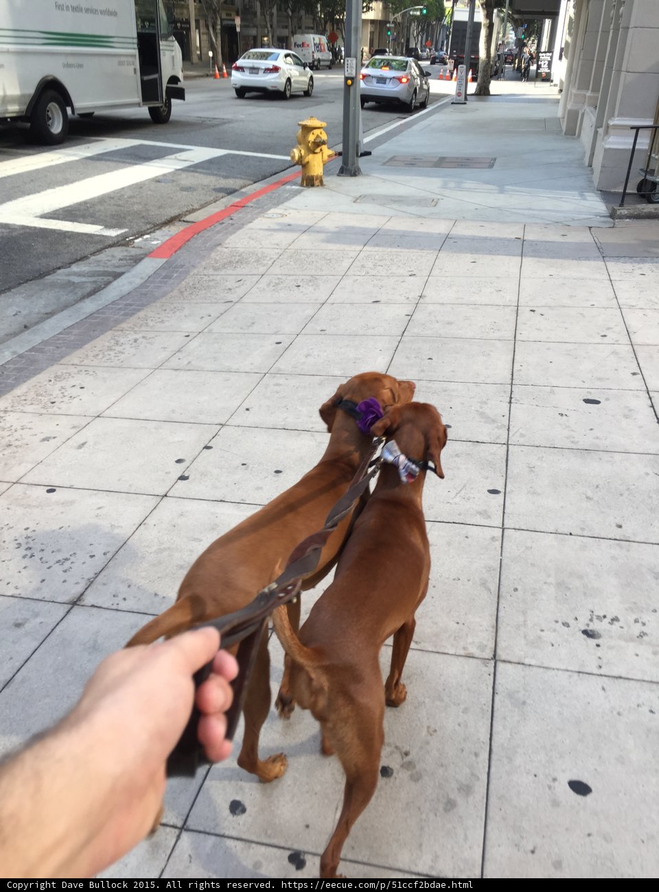 Two Canine Companions on a Stroll