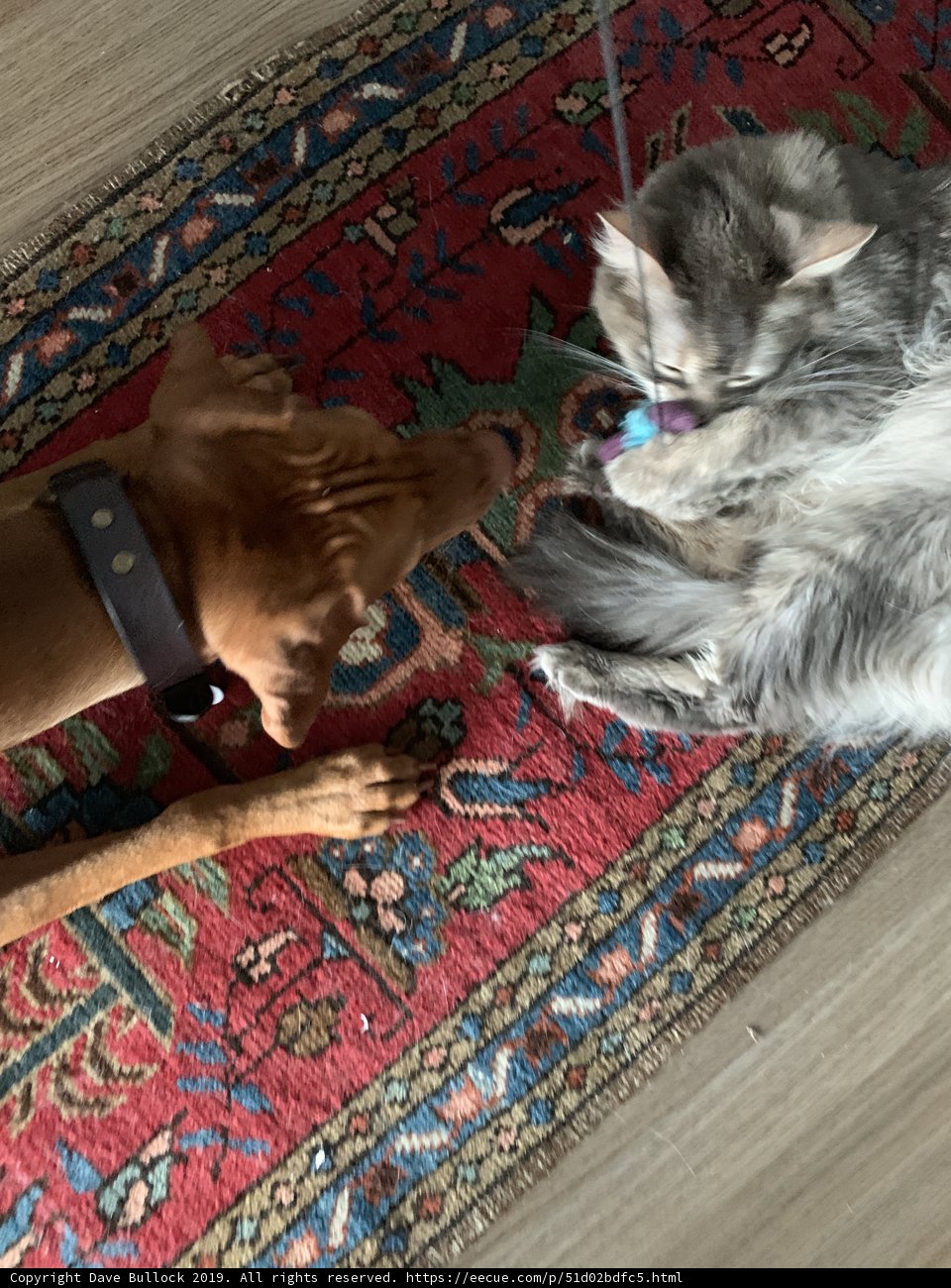 Furry Friends at Play
