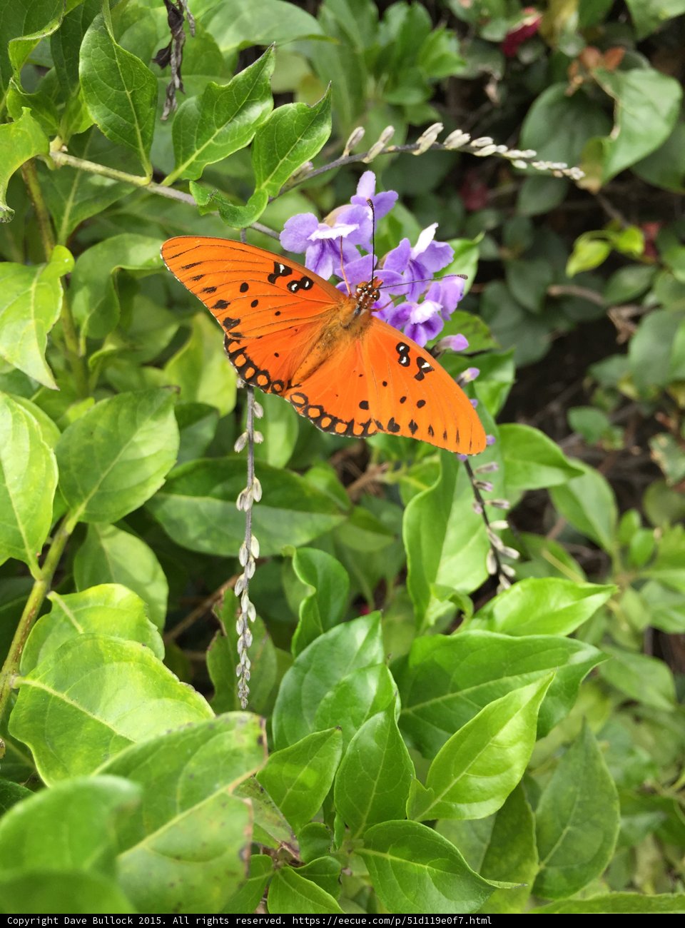 Butterfly On Purple Blooms