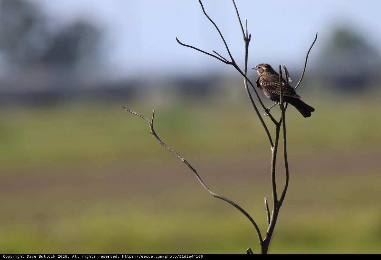 Solitary Bird Perched on Bare Branch in Wetlands