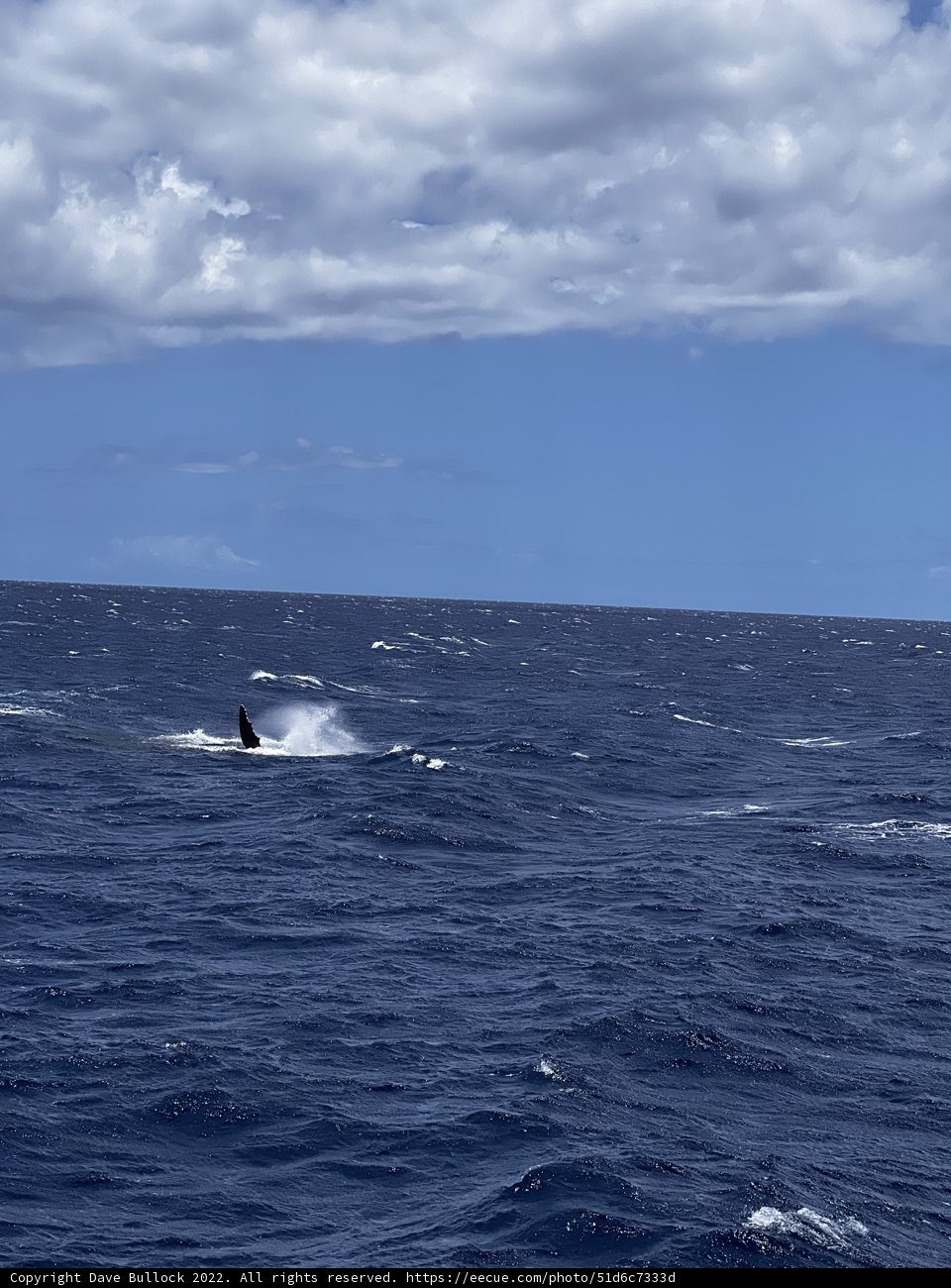 Sailing through the Serene Pacific Waters