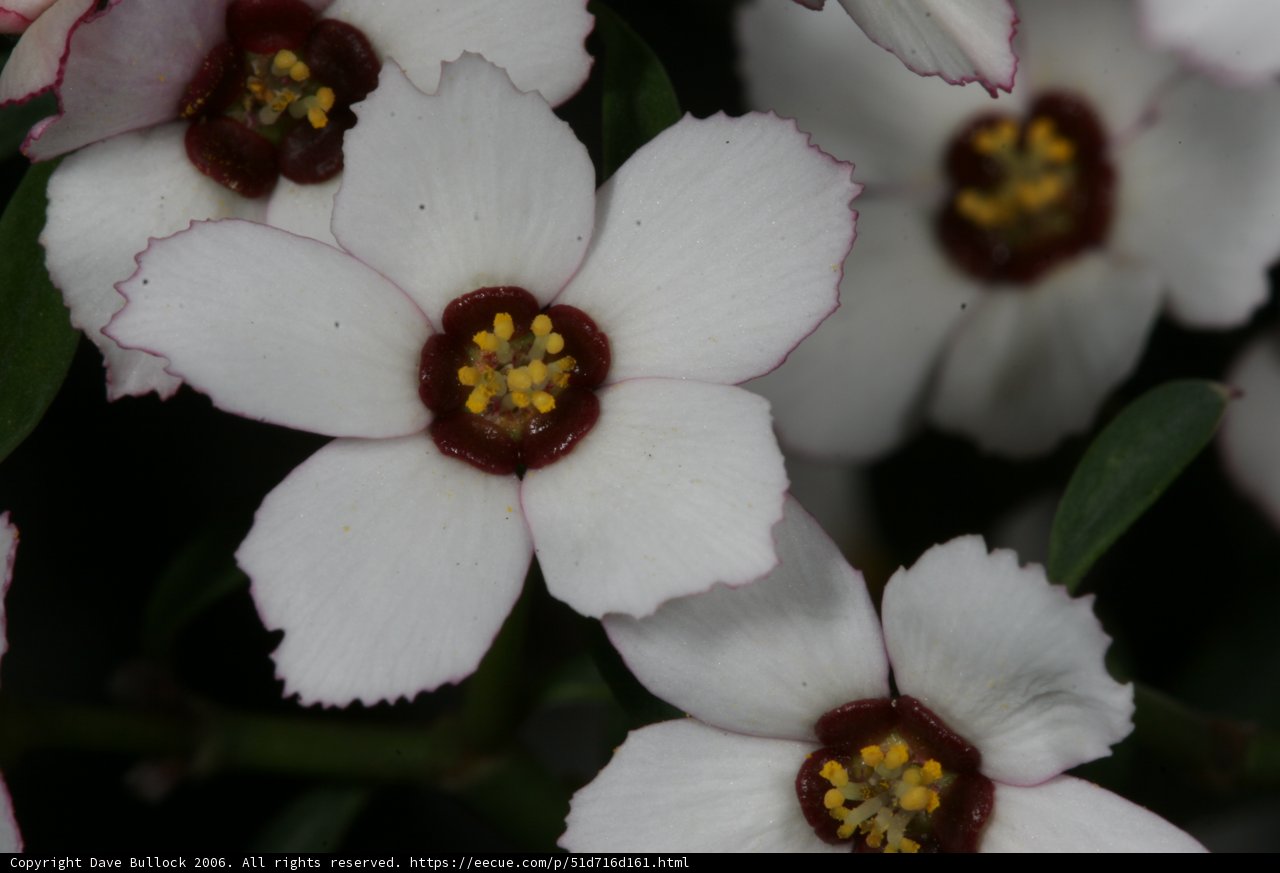 Red-Centered Begonia Blossoms