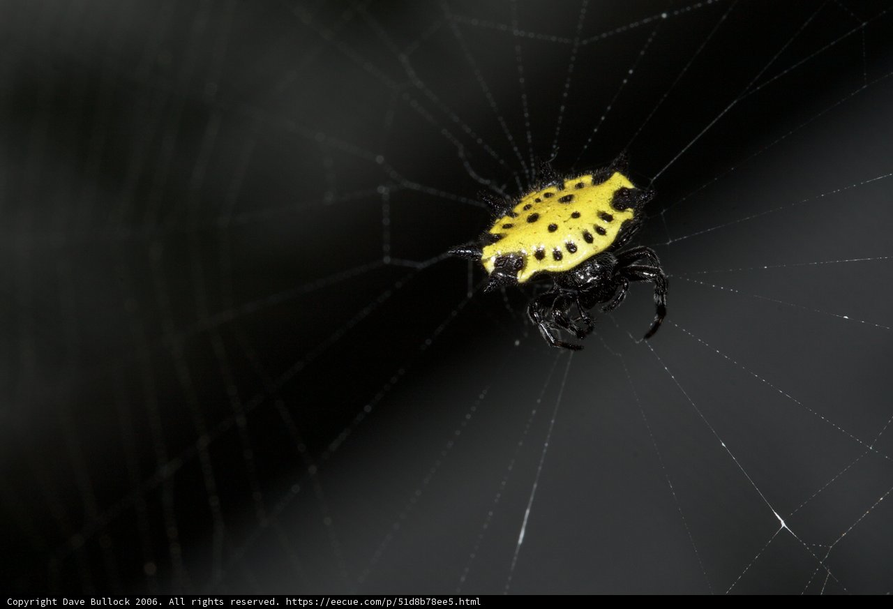 Sun-Kissed Garden Spider