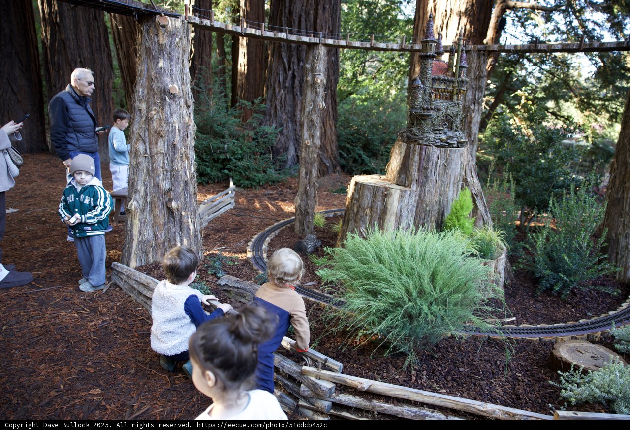 Enchanted Forest Playtime