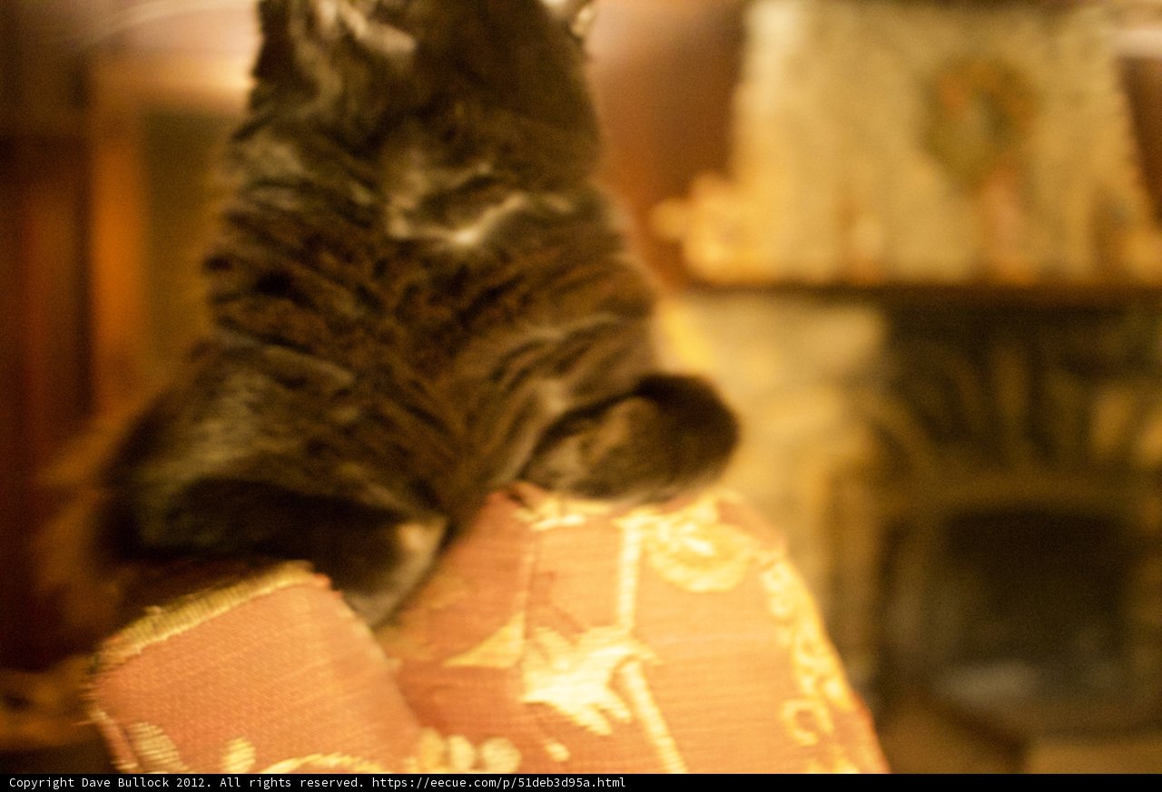 Purr-fectly Content