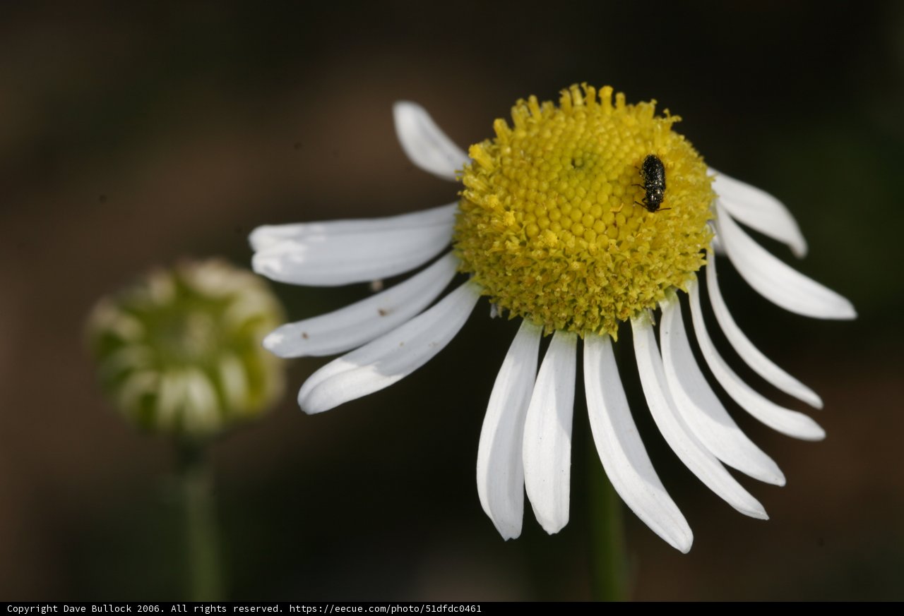 Bee and Daisy