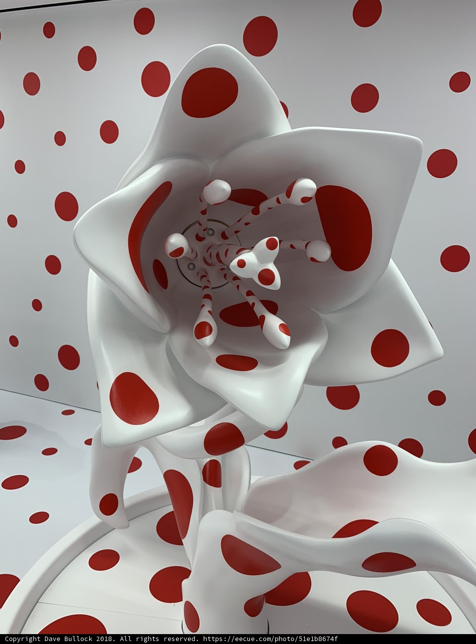 Polka Dots in Bloom