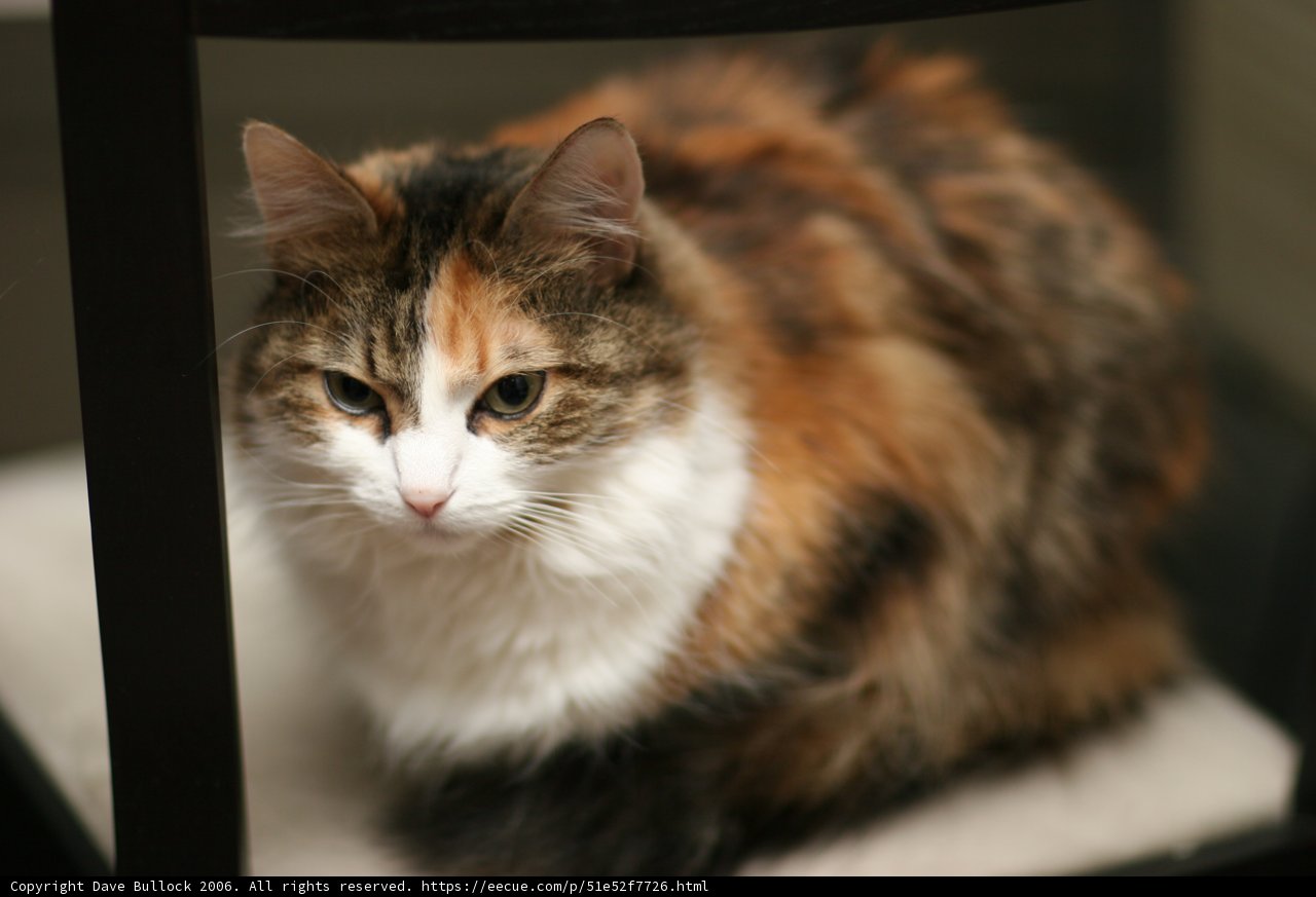 Calico Manx Cat