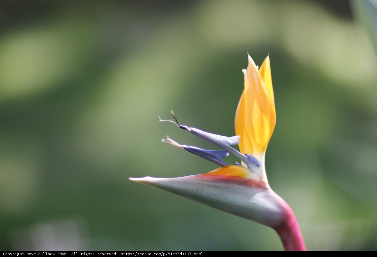 Exotic Beauty