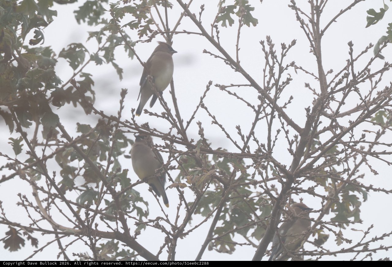 Cedar Waxwings Perched in Winter Tree Branches
