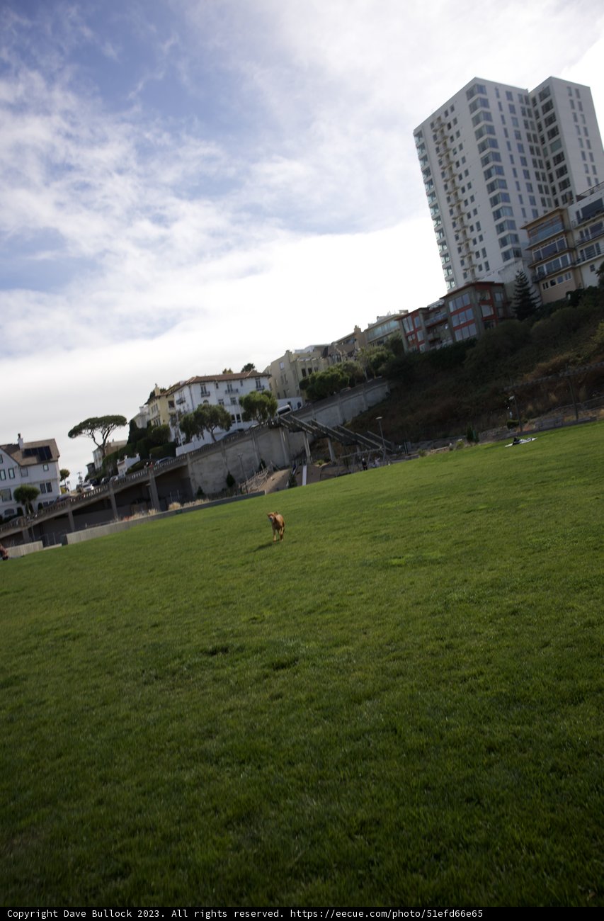 Canine Kite-Flying Adventure in the Heart of the Metropolis