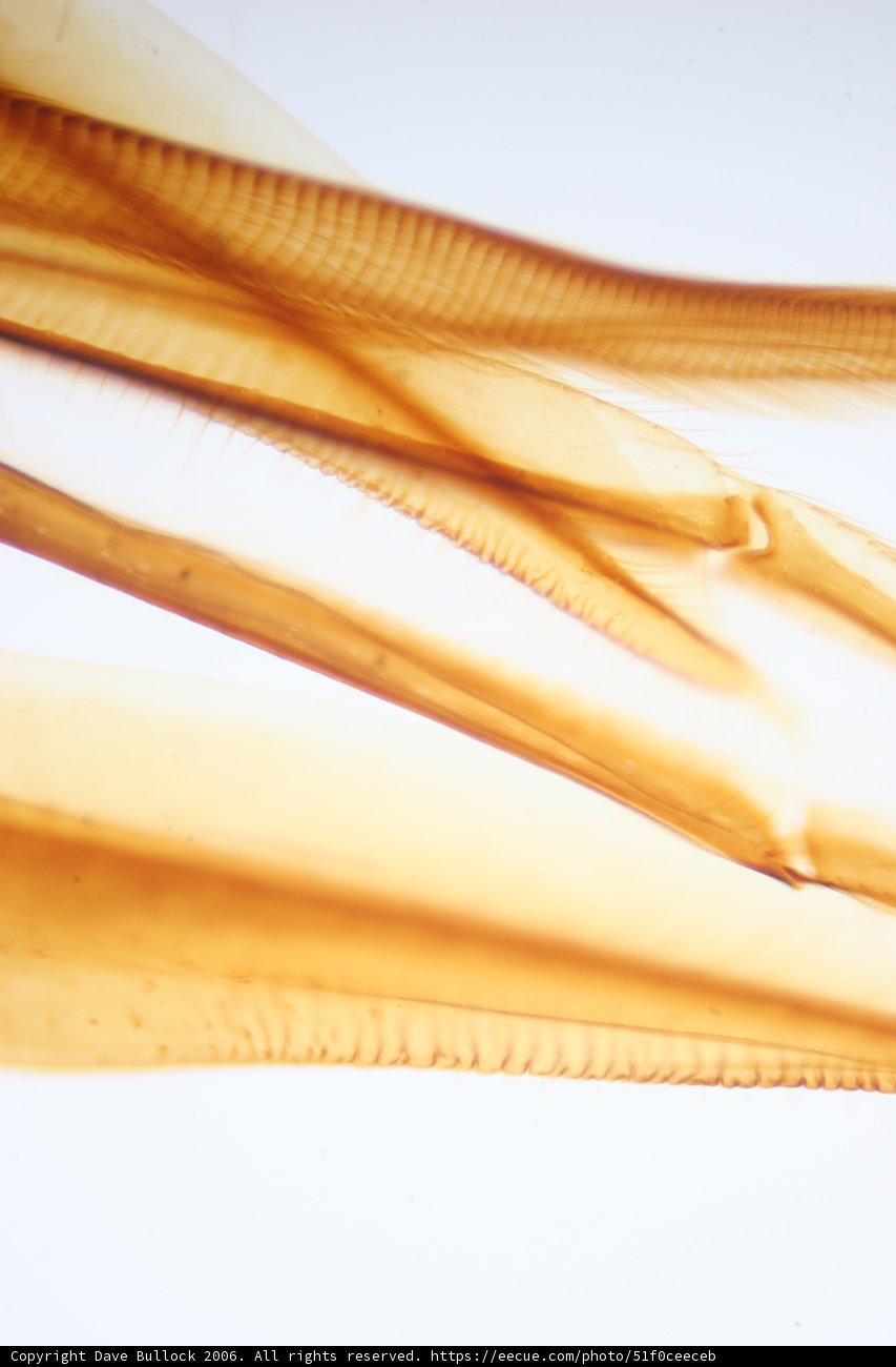Delicate Fabric in the Dunes