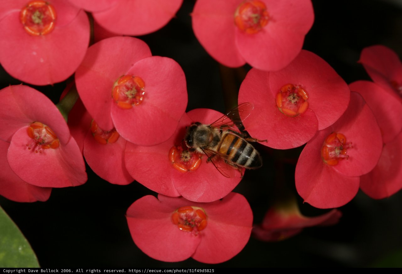 Busy Bee on a Red Geranium Flower