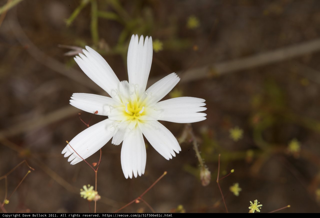 Delicate White Daisy Flower with Yellow Center