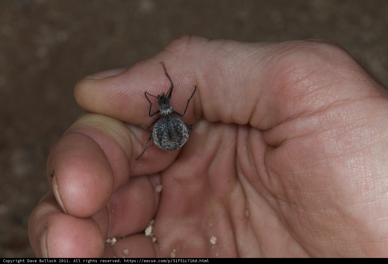 Tiny Insect on a Human Hand