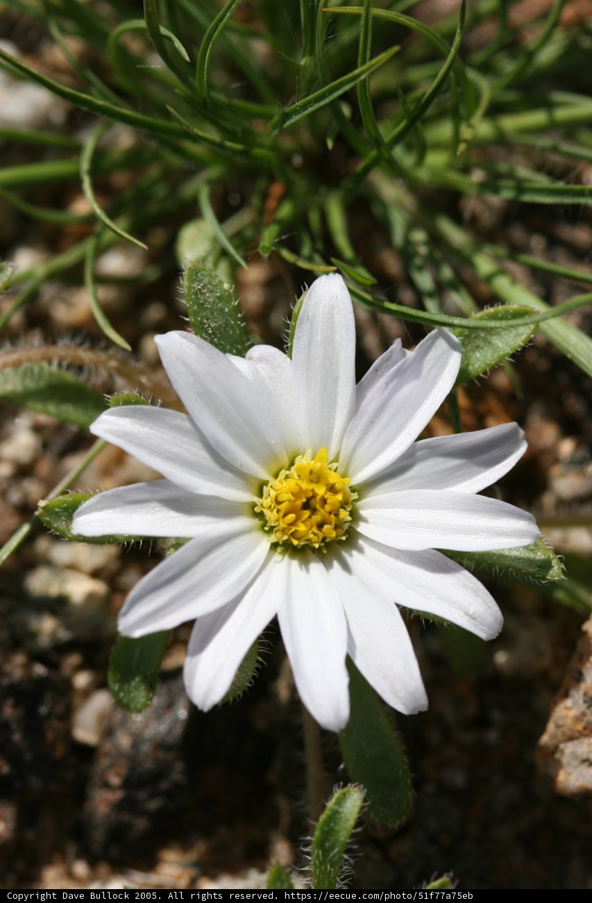 White Daisy on Rocky Ground
