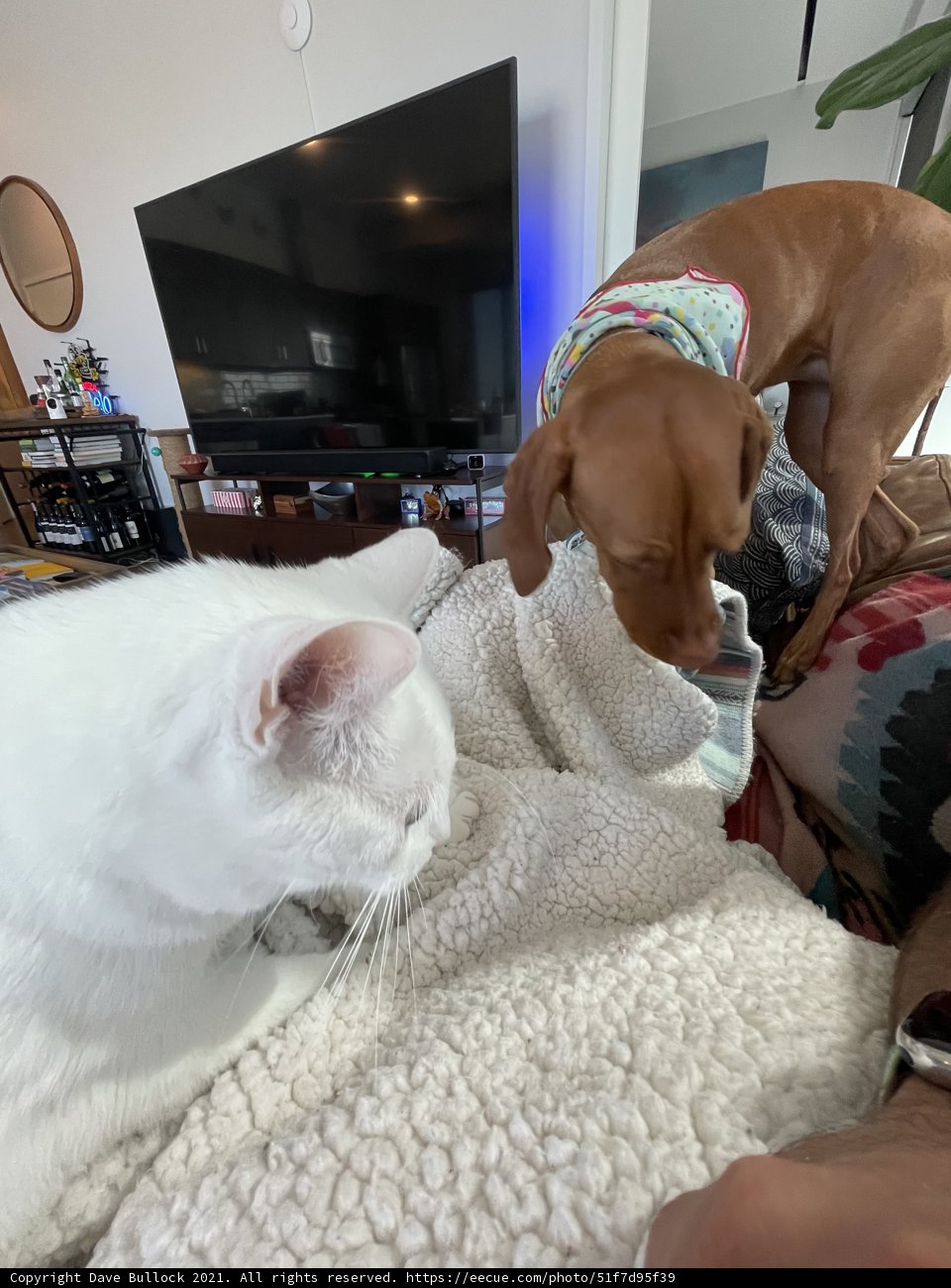Furry Friends on the Couch