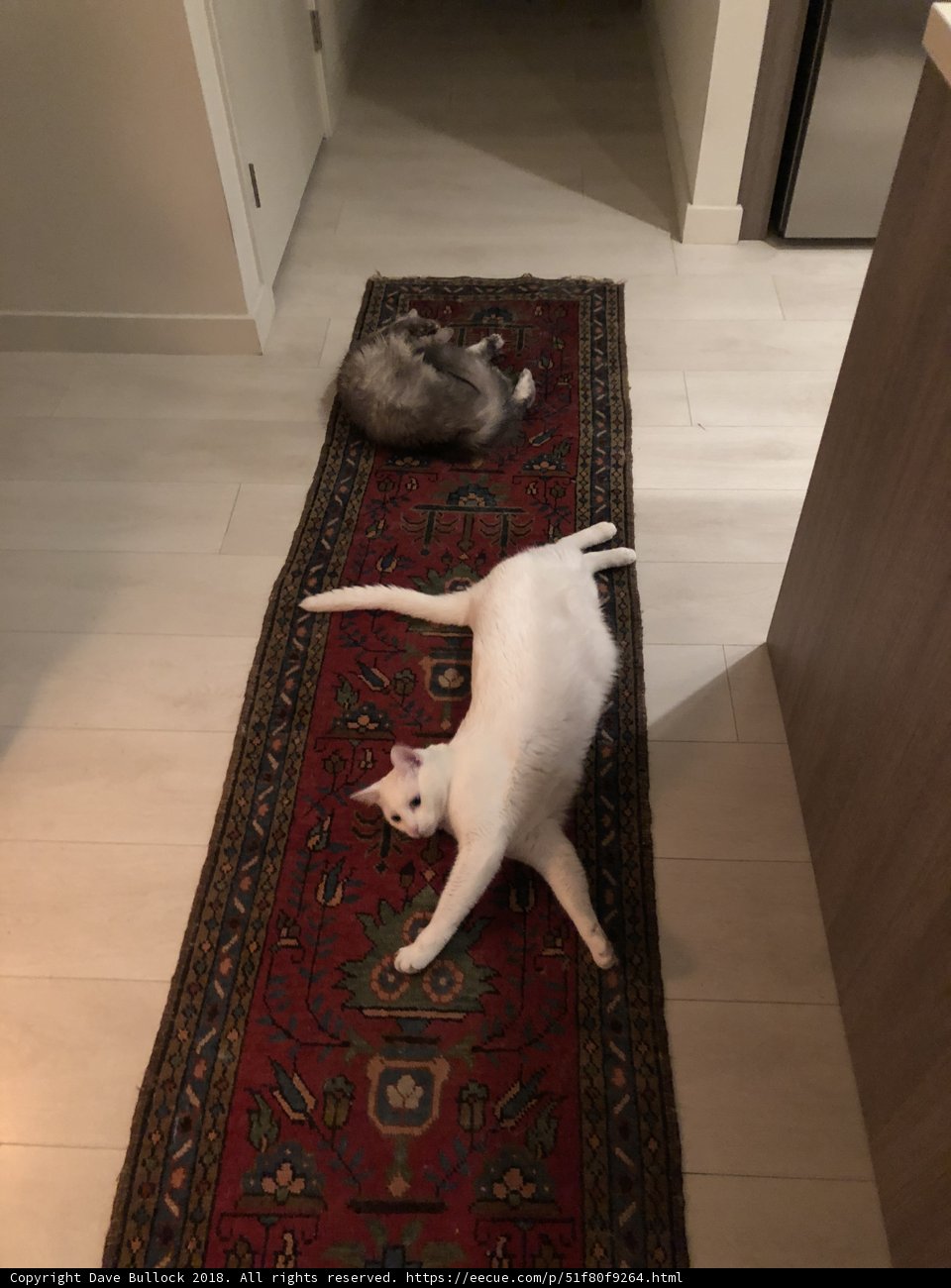 Feline Coziness on Hardwood Flooring