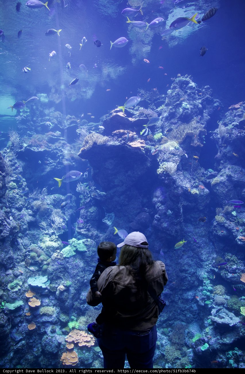 Capturing Aquatic Moments at Golden Gate Park